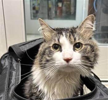 Maine Coon Cats Available for Adoption in Plano, Texas - Lucky A191842 | PetCurious