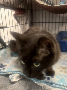 Piper -  Domestic Short Hair Cat for Adoption in St. Cloud, Minnesota - Piper | PetCurious
