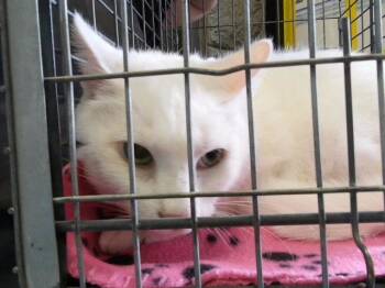 KITTY -  Domestic Short Hair Cat for Adoption in Tulsa, Oklahoma - KITTY | PetCurious