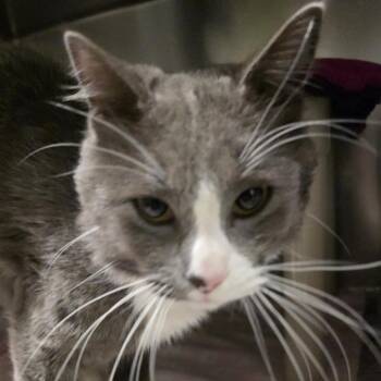 Circus -  Domestic Short Hair Cat for Adoption in Kennebunk, Maine - Circus | PetCurious