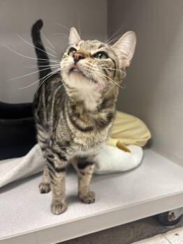 Swirls -  Domestic Short Hair Cat for Adoption in Los Angeles, California - Swirls | PetCurious