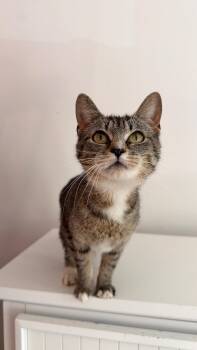 Tabby Cats Available for Adoption in New York, New York - WINNIE | PetCurious