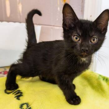 Sea Shanty -  Domestic Short Hair Cat for Adoption in South Elgin, Illinois - Sea Shanty | PetCurious