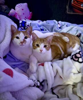 Rescue Domestic Short Hair Cats for Adoption in New Rochelle, New York - Xxxx Kayla And Neela Xxxx COURTESY LISTING | PetCurious