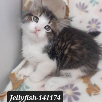 Domestic Short Hair Cats Available for Adoption in New Tazewell, Tennessee - Jellyfish | PetCurious