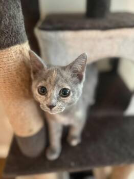 Pecan -  Domestic Short Hair Cat for Adoption in Richmond, Kentucky - Pecan | PetCurious