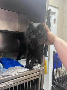 Domestic Long Hair Cats Available for Adoption in Burgaw, North Carolina - Space | PetCurious