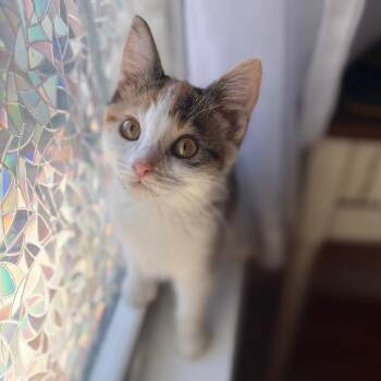 Domestic Short Hair Cats Available for Adoption in Lexington, Kentucky - Juice Box | PetCurious