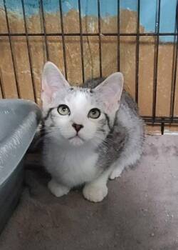 7082 (Huey) -  Domestic Short Hair Cat for Adoption in Lake City, Michigan - 7082 (Huey) | PetCurious