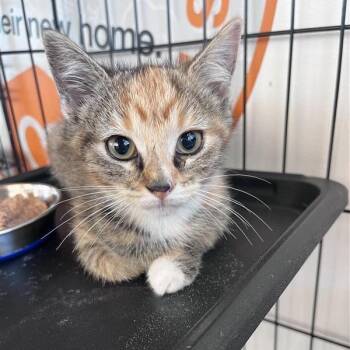 Sahara -  Domestic Short Hair Cat for Adoption in Bentonville, Arkansas - Sahara | PetCurious
