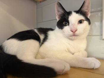 Jagger w/Hendrix -  Domestic Short Hair Cat for Adoption in Greenwich Township, New Jersey - Jagger W/Hendrix | PetCurious