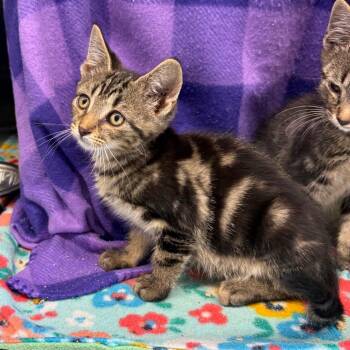 Sandy -  Domestic Short Hair Cat for Adoption in Morganton, North Carolina - Sandy | PetCurious