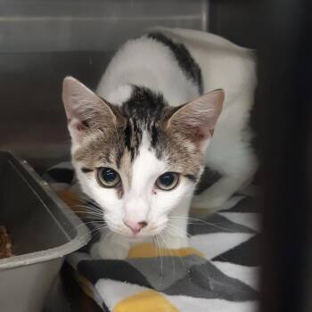 Flash -  Domestic Short Hair Cat for Adoption in Spokane, Washington - Flash | PetCurious