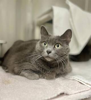 Domestic Long Hair and Domestic Short Hair Cats Available for Adoption - Royalty | PetCurious