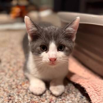 Domestic Short Hair Cats Available for Adoption in Medford Lakes, New Jersey - Frank | PetCurious