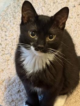 Elliot -  Domestic Short Hair Cat for Adoption in Ballwin, Missouri - Elliot | PetCurious