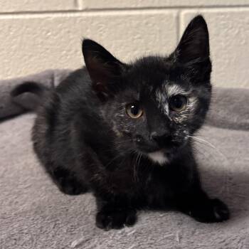 Rosalina -  Domestic Short Hair Cat Available for Adoption in Charleston, South Carolina - Rosalina | PetCurious