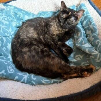 Venus -  Domestic Short Hair Cat for Adoption in Hopkinton, Massachusetts - Venus | PetCurious