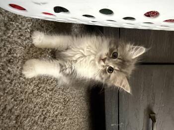 Minnie Mouse -  Domestic Long Hair Cat for Adoption in Rio Linda, California - Minnie Mouse | PetCurious