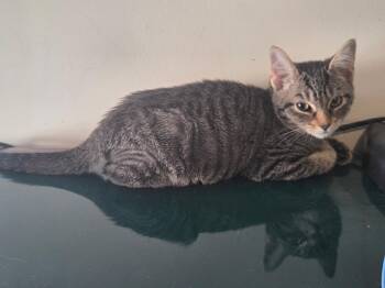 A Pip Crew (Available for pre-adoption) -  Domestic Short Hair Cat for Adoption in Camden, South Carolina - A Pip Crew (Available For Pre-adoption) | PetCurious