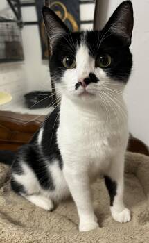 Cleo -  Domestic Short Hair Cat Available for Adoption in Hood River, Oregon - Cleo | PetCurious