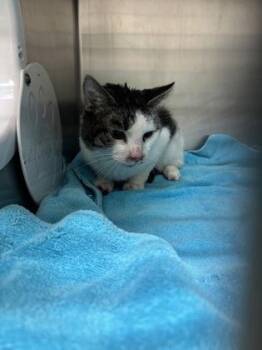 Bitty -  Domestic Short Hair Cat for Adoption in Cincinnati, Ohio - Bitty | PetCurious