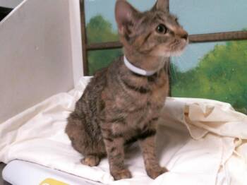 MAPLE -  Domestic Short Hair Cat for Adoption in Houston, Texas - MAPLE | PetCurious