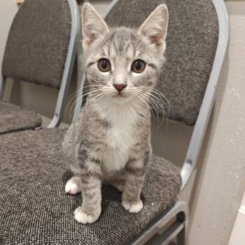 Greta -  Domestic Short Hair Cat for Adoption in Bloomsdale, Missouri - Greta | PetCurious
