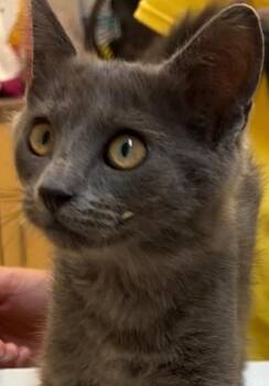 ASHLEY -  Domestic Short Hair Cat for Adoption in Elizabethton, Tennessee - ASHLEY | PetCurious