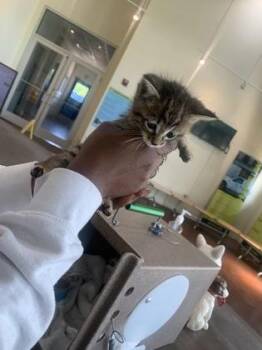 Firebird -  Domestic Short Hair Cat for Adoption in New Orleans, Louisiana - Firebird | PetCurious