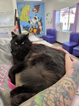 Rescue Domestic Long Hair Cats for Adoption in Roosevelt, Utah - Kali | PetCurious