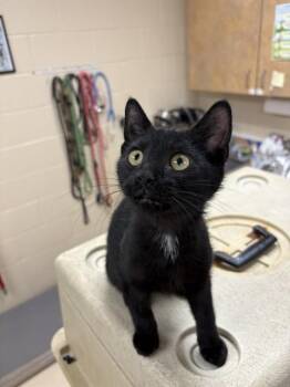 HAWKMOTH -  Domestic Short Hair Cat for Adoption in Aliquippa, Pennsylvania - HAWKMOTH | PetCurious