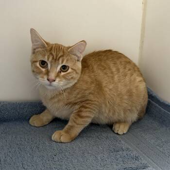 Rescue Domestic Short Hair Cats for Adoption in La Grange Park, Illinois - Crepe | PetCurious