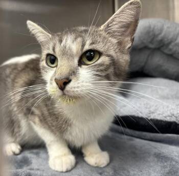 COSMIC CRISP -  Domestic Short Hair Cat for Adoption in Indianapolis, Indiana - COSMIC CRISP | PetCurious