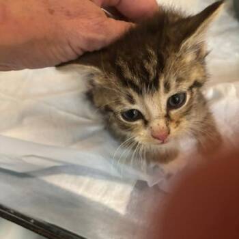 Domestic Short Hair Cats Available for Adoption in Gordonsville, Tennessee - Scooter | PetCurious