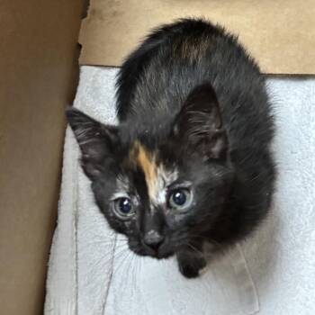 Domestic Short Hair Cats Available for Adoption in Houston, Texas - Dottie | PetCurious