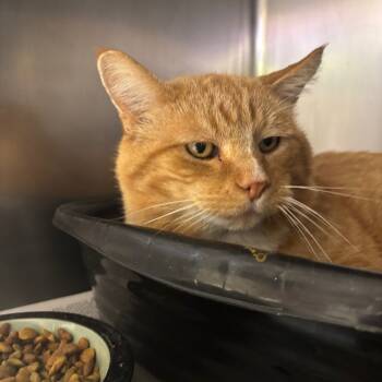 Rescue Domestic Short Hair Cats for Adoption in Pekin, Illinois - Crier | PetCurious