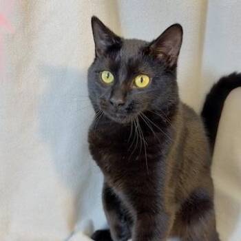 Magpie -  Domestic Short Hair Cat for Adoption in Minneapolis, Minnesota - Magpie | PetCurious