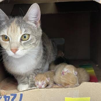 Chili 2026 -  Domestic Short Hair Cat for Adoption - Chili 2026 | PetCurious