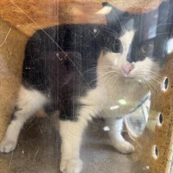 Rescue Domestic Short Hair Cats for Adoption in Philadelphia, Pennsylvania - Puddy Cat | PetCurious