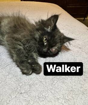 Walker -  Domestic Long Hair Cat for Adoption in Absecon, New Jersey - Walker | PetCurious