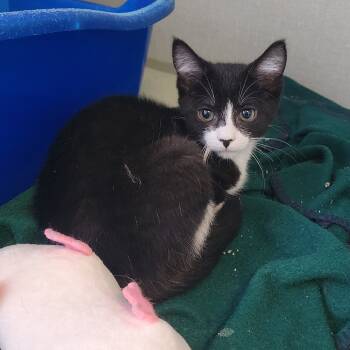 Rescue Domestic Short Hair Cats for Adoption in Monroe, Michigan - Freida | PetCurious