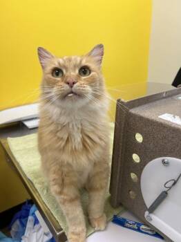 Jeffrey -  Domestic Medium Hair Cat for Adoption in Raleigh, North Carolina - Jeffrey | PetCurious