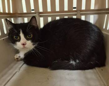 Precious -  Domestic Short Hair Cat for Adoption in Christiansburg, Virginia - Precious | PetCurious