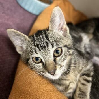 Bullwinkle -  Domestic Short Hair Cat for Adoption in Redwood City, California - Bullwinkle | PetCurious