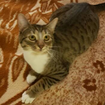 Joline -  Domestic Short Hair Cat for Adoption in Houston, Texas - Joline | PetCurious