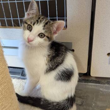 Rescue Domestic Short Hair Cats for Adoption in Aberdeen, Washington - Butter Roll | PetCurious