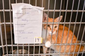 Rocky -  Domestic Short Hair Cat Available for Adoption in Elmwood, Louisiana - Rocky | PetCurious