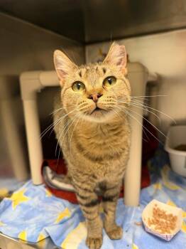 Goldie -  Domestic Short Hair Cat for Adoption in Pomona, New York - Goldie | PetCurious