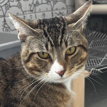 Shay -  Domestic Short Hair Cat for Adoption in Chicago, Illinois - Shay | PetCurious